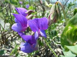 Attēlu rezultāti vaicājumam “Lathyrus japonicus subsp. maritimus”