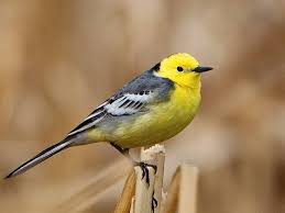 Attēlu rezultāti vaicājumam “Motacilla citreola male”