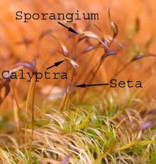 Attēlu rezultāti vaicājumam “| Dicranum”