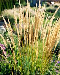 Attēlu rezultāti vaicājumam “Calamagrostis purpurea fruit”