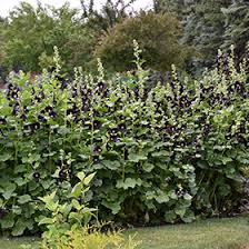 Image result for Alcea rosea nigra