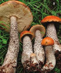 Attēlu rezultāti vaicājumam “Leccinum vulpinum”