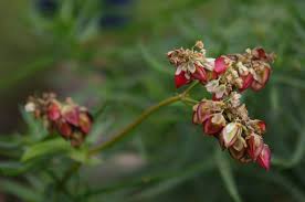 Attēlu rezultāti vaicājumam “Fagopyrum esculentum fruit”