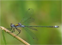 Attēlu rezultāti vaicājumam “Lestes sponsa”