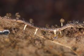 Attēlu rezultāti vaicājumam “Physarum diderma spores”