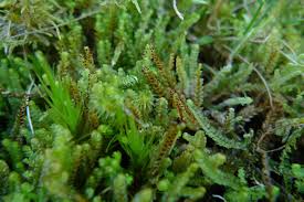 Attēlu rezultāti vaicājumam “Cladopodiella francisci”