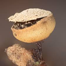 Attēlu rezultāti vaicājumam “Craterium minutum stalked”