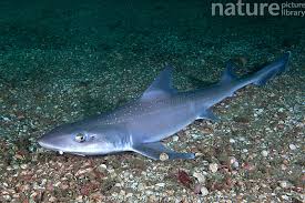 Image result for Mustelus asterias