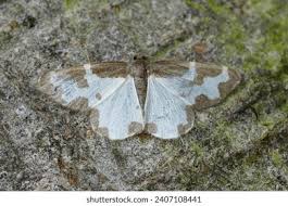 Attēlu rezultāti vaicājumam “Lomaspilis marginata”