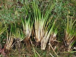 Attēlu rezultāti vaicājumam “Isoetaceae”