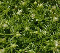 Attēlu rezultāti vaicājumam “Sagina procumbens fruit”