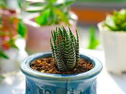 Image result for Haworthia mix