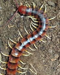 Attēlu rezultāti vaicājumam “Langermania gigantea”