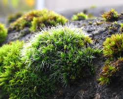 Attēlu rezultāti vaicājumam “Grimmia pulvinata sporophyte”