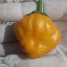 Afbeeldingsresultaat voor yellow mushroom hot pepper