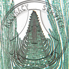 Attēlu rezultāti vaicājumam “Elodea canadensis leaf”