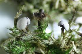 Attēlu rezultāti vaicājumam “Enerthenema papillatum spores”