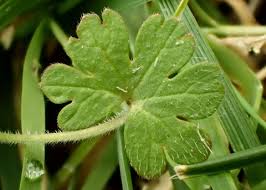 Attēlu rezultāti vaicājumam “Geranium molle”