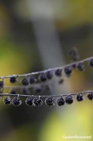 Attēlu rezultāti vaicājumam “Badhamia bethelii stalked”