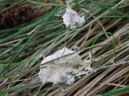 Attēlu rezultāti vaicājumam “Didymium spongiosum”