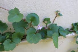 Attēlu rezultāti vaicājumam “Cymbalaria muralis”