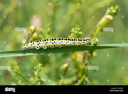 Attēlu rezultāti vaicājumam “Calophasia lunula larva”
