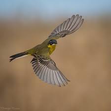 Attēlu rezultāti vaicājumam “Motacilla flava flava adult”