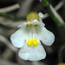 Attēlu rezultāti vaicājumam “Pinguicula alpina”