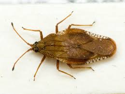 Attēlu rezultāti vaicājumam “Physatocheila smreczynskii”