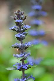 Attēlu rezultāti vaicājumam “Ajuga pyramidalis leaf”
