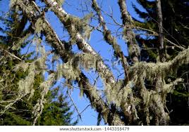 Attēlu rezultāti vaicājumam “Usnea filipendula”