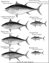 Image result for Thunnus maccoyii