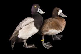 Image result for Aythya affinis