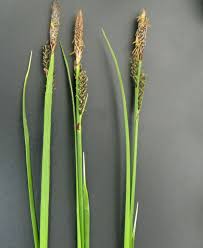 Attēlu rezultāti vaicājumam “Carex cespitosa”