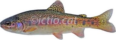 Image result for Oncorhynchus mykiss