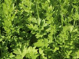 Image result for Liebstöckel