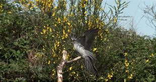 Attēlu rezultāti vaicājumam “Cuculus canorus adult”