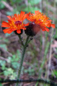 Attēlu rezultāti vaicājumam “Pilosella aurantiaca”
