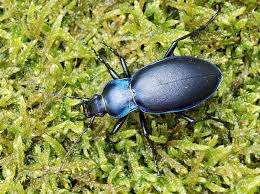 Attēlu rezultāti vaicājumam “Carabus violaceus”