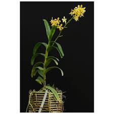 Attēlu rezultāti vaicājumam “Trichia flavicoma”