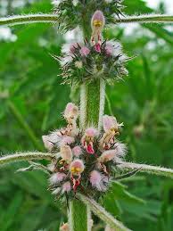 Attēlu rezultāti vaicājumam “Leonurus cardiaca flower”
