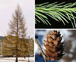 Attēlu rezultāti vaicājumam “Larix decidua”