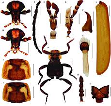 Attēlu rezultāti vaicājumam “Lygistopterus sanguineus”