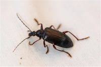 Attēlu rezultāti vaicājumam “Alleculidae”