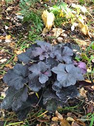 Image result for HEUCHERA americana 'Palace Purple Auslese'
