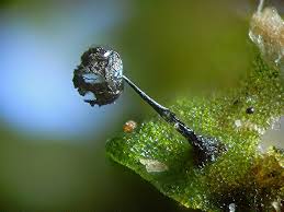 Attēlu rezultāti vaicājumam “Colloderma oculatum plasmodium”