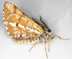 Attēlu rezultāti vaicājumam “Bupalus piniaria female”