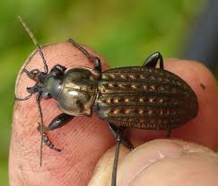 Attēlu rezultāti vaicājumam “Carabus clathratus”
