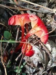 Attēlu rezultāti vaicājumam “Hygrocybe sp.”