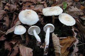 Attēlu rezultāti vaicājumam “Tricholoma album”